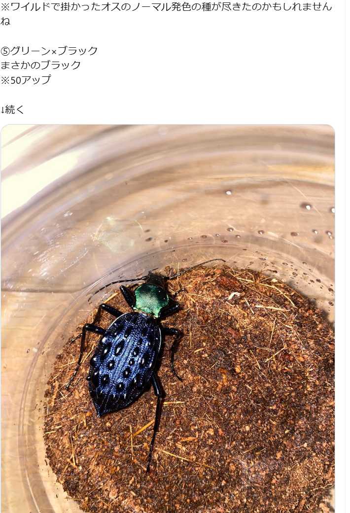 イボカブリモドキSSP重慶市産ブルー系亜種WF1飼育の記録-後編 | ホペイ