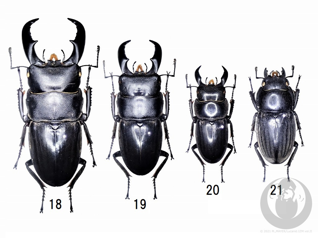 ヒラタクワガタについて - Lucanid.IZM Vol.II -日本産クワガタムシを