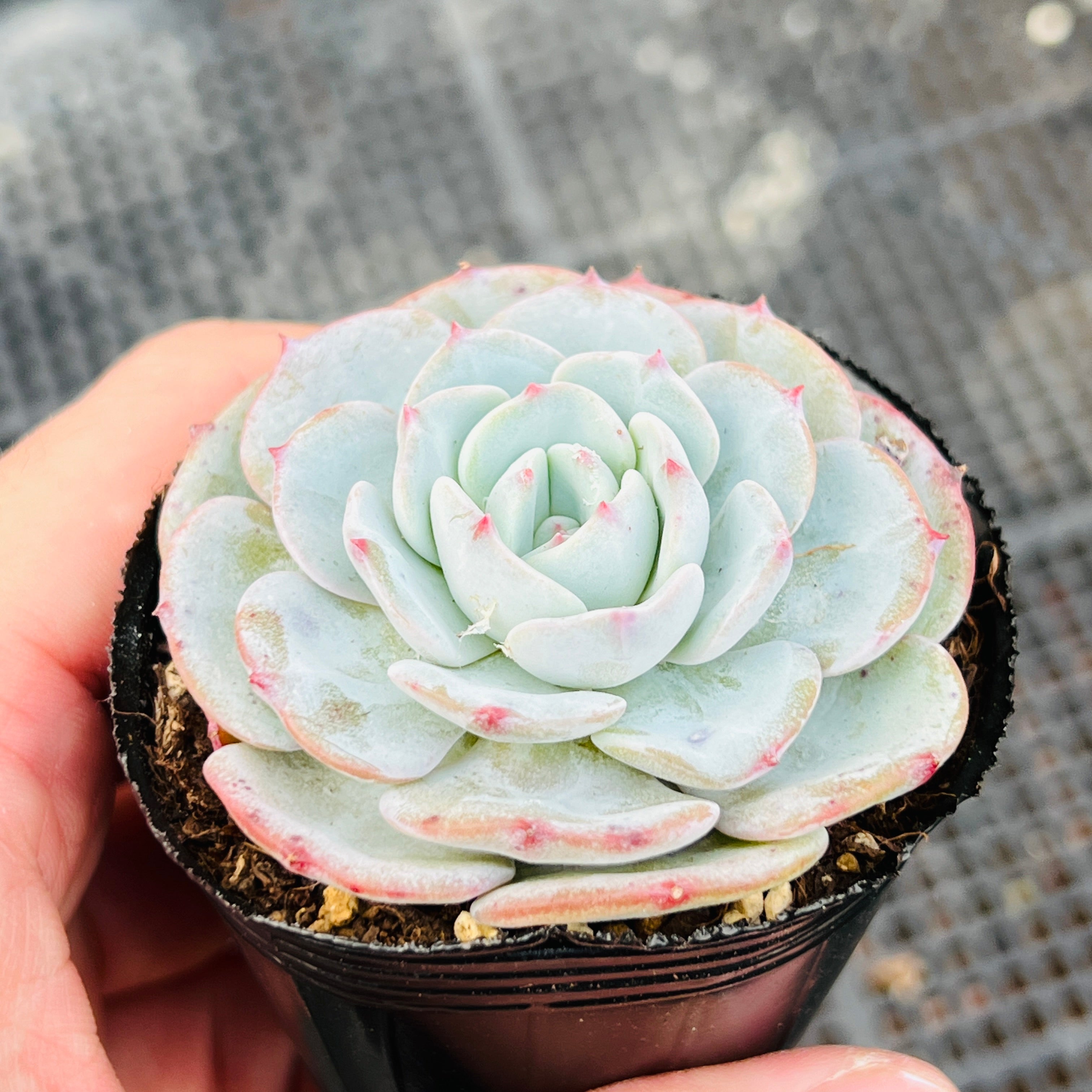 丸葉モンブラン 345 – Bull Succulent