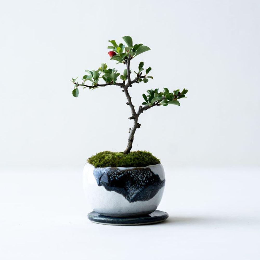 手作植木鉢 LL サイズ 検（ 塊根植物 グラキリス パキプス アガベ