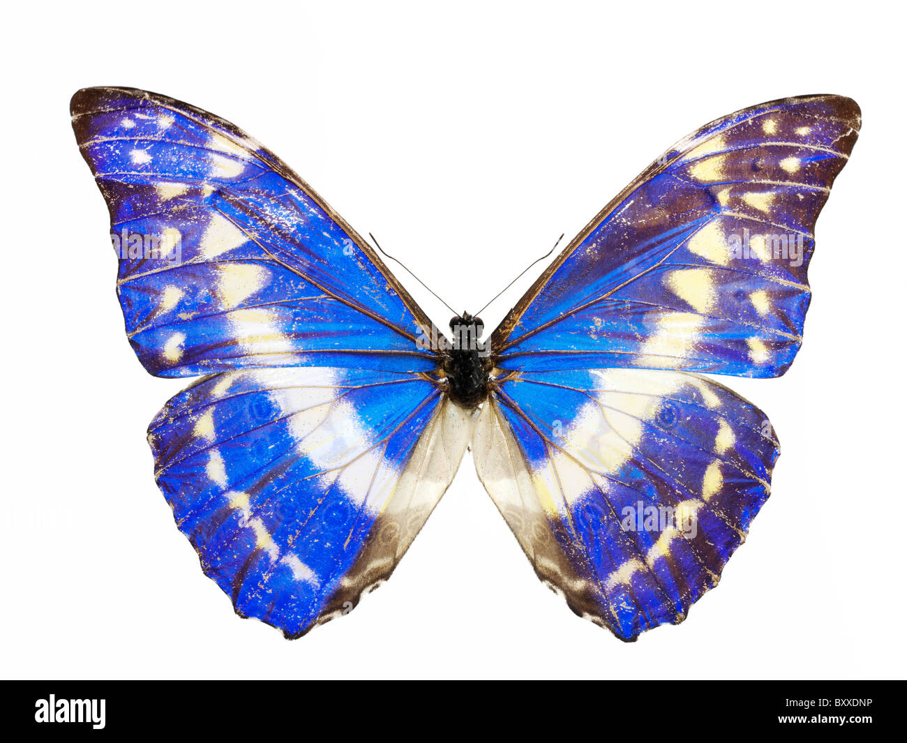 Morpho helena hi-res stock photography and images - Alamy
