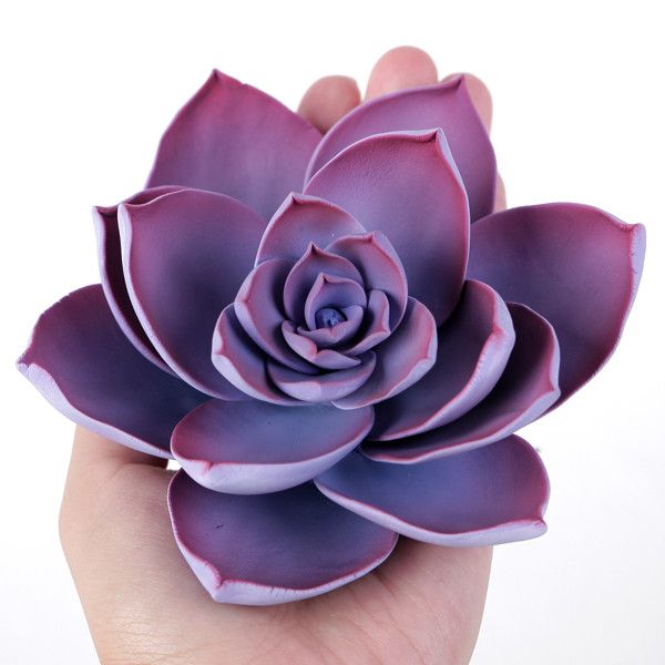 Medium Succulent - Violet — CaljavaOnline