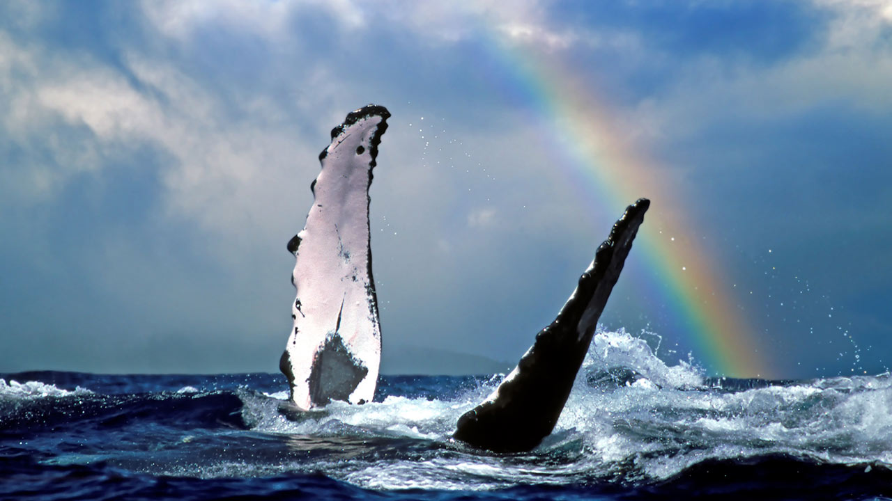 s1280.jpg?__scale=w:1280,h:720