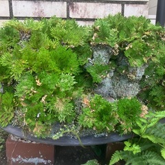 イワヒバ その他の中古が安い！激安で譲ります・無料であげます