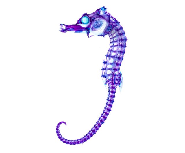 台湾 Kairu x SKB 透明標本万年筆ギフトセット 全6色 タツノオトシゴ