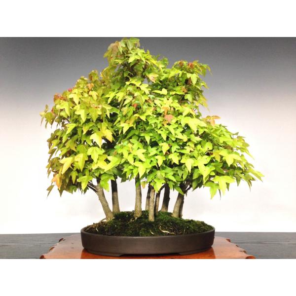 楓（カエデ） 中品盆栽 寄せ植え9幹 樹高40cm [HK0060] /【Buyee】
