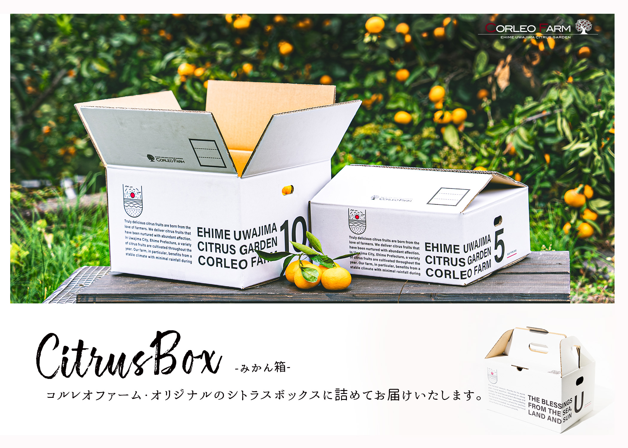 コルレオファーム / 【極早生みかん】日南1号