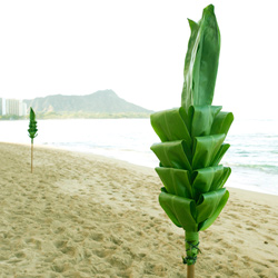 ハワイの植物：Ti (ティ)について - ハワイアン雑貨、プルメリアや