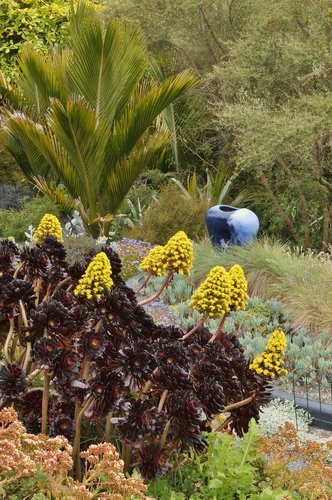 Rhopalostylis sapida | Nikau Palm | Shaving Brush Palm | plant lust