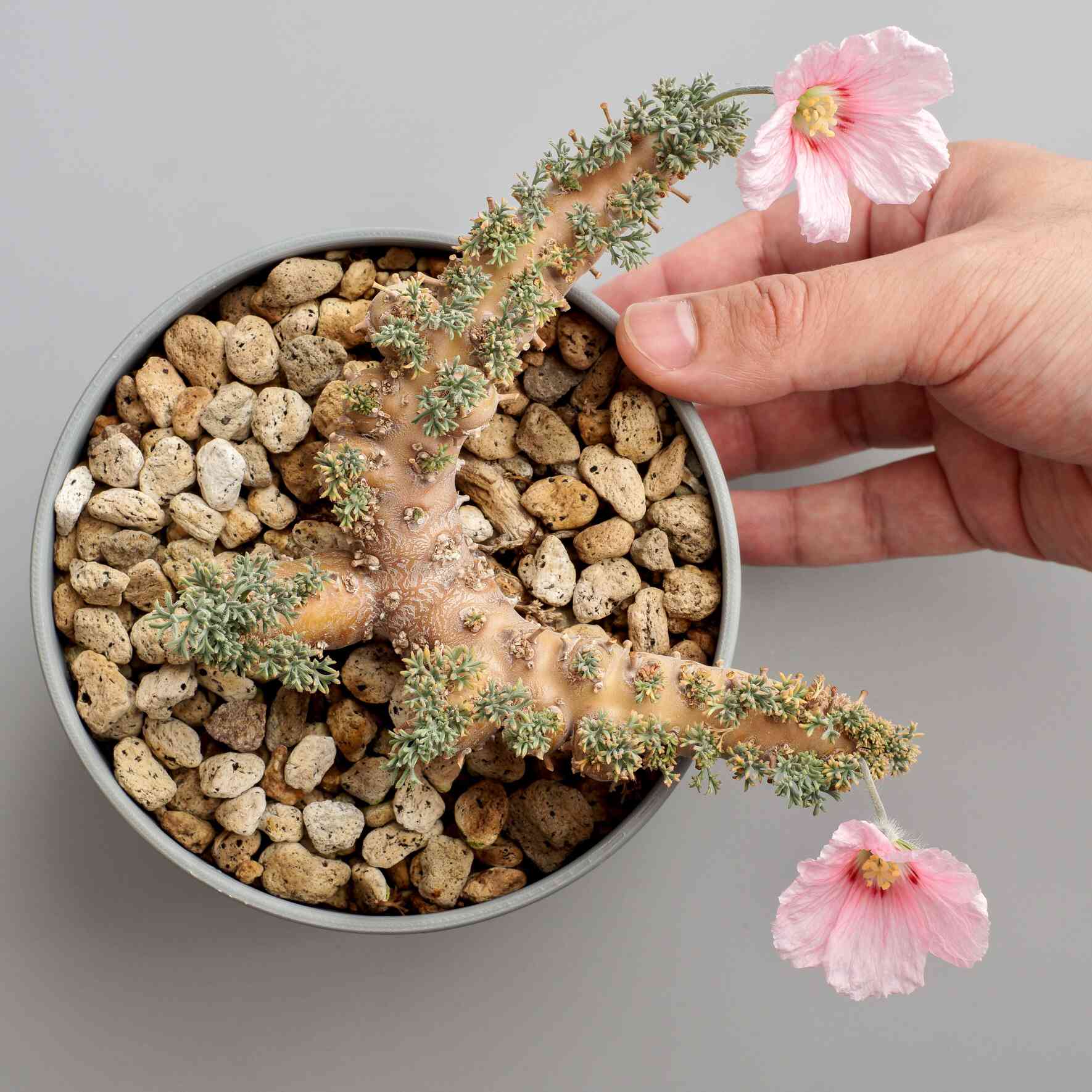 多肉植物の投稿画像 by moさん｜塊根植物と実生と開花とコーデックスと