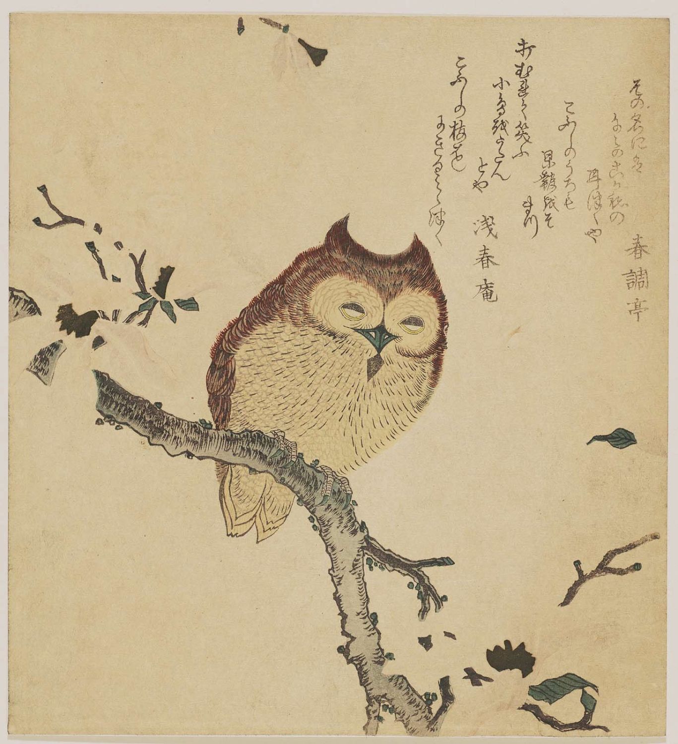 窪俊満による浮世絵「Horned Owl on Flowering Branch」
