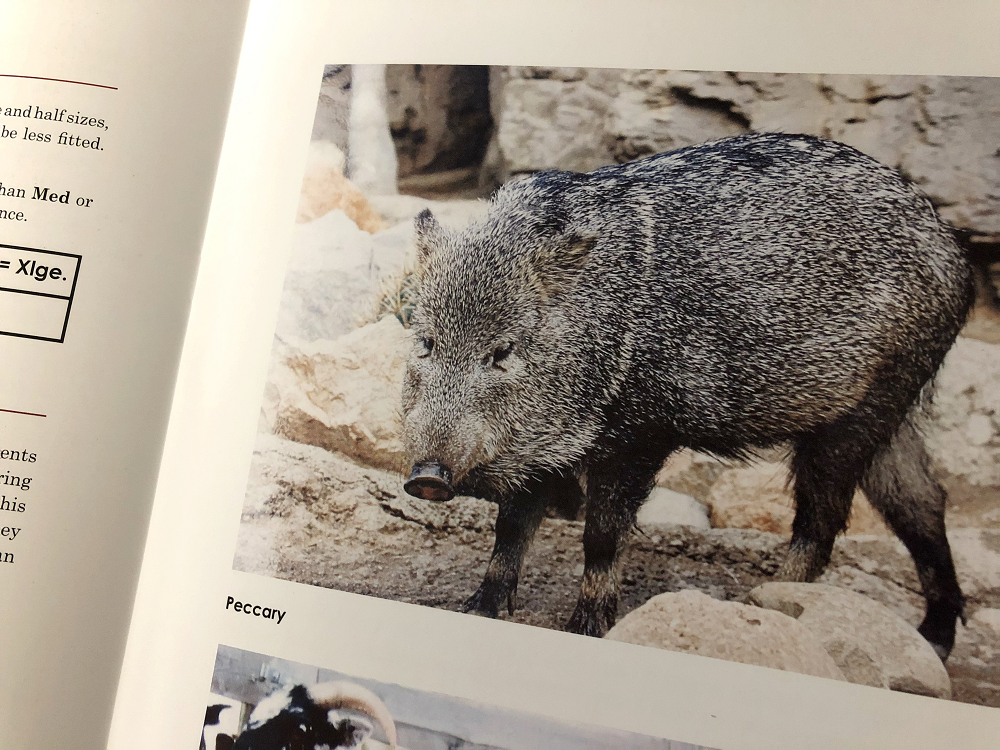 Peccary (ペッカリー) Gloves - News | DENTS（デンツ）