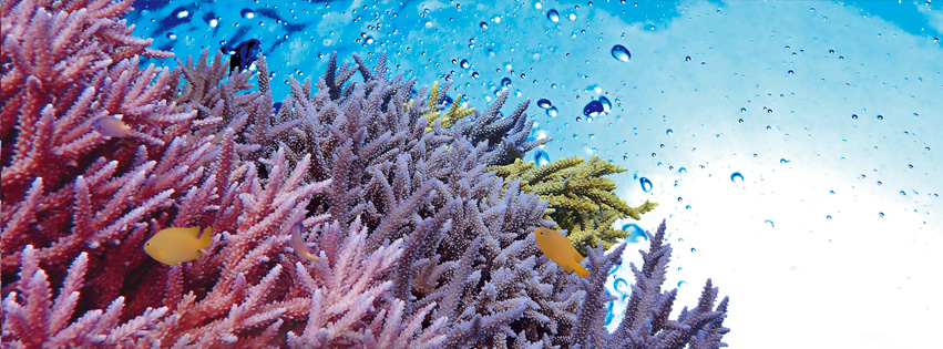 商品情報 デルフィス