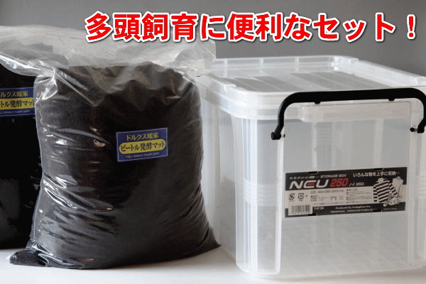 昆虫ケース｜ドルクスダンケ