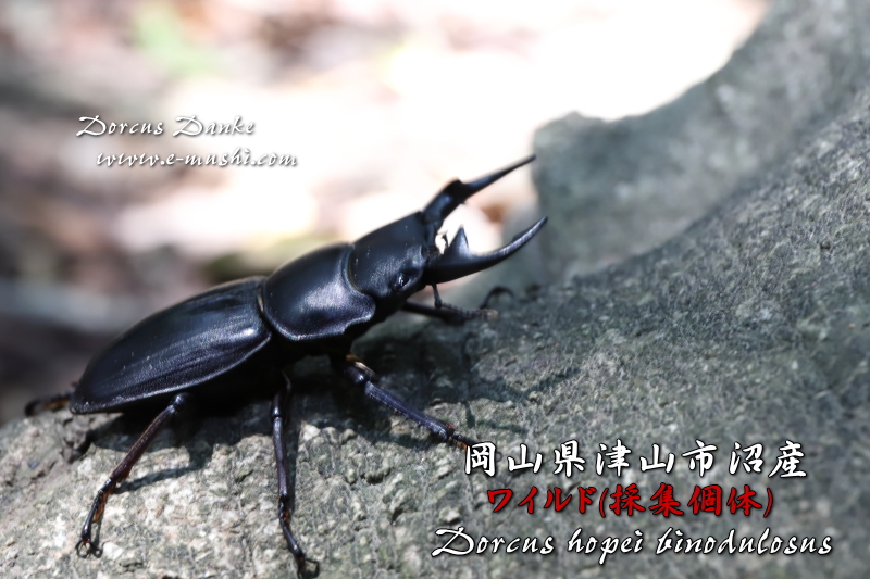☆2019年野外採集個体☆岡山県津山市沼産オオクワガタ