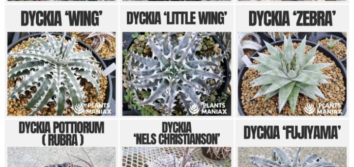 ディッキア・マニアックス Dyckia Maniax by にんにん（nin-nin）