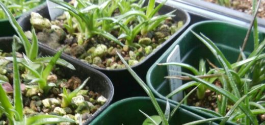 ディッキア・ブラウニー：Dyckia braunii | Dyckia Maniax