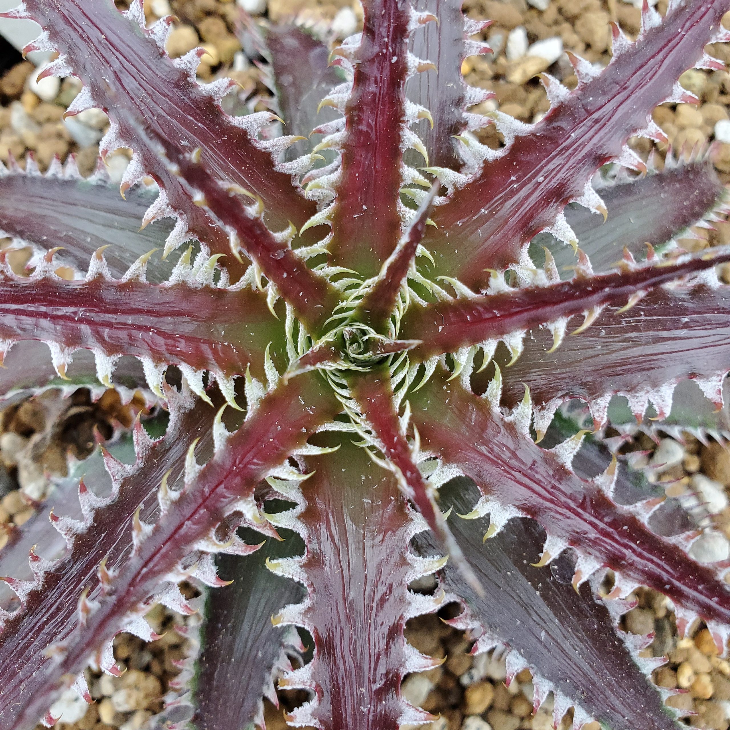 ディッキア：Dyckia dawsonii Hybrid 'Purple Silver' x 'Big Boy