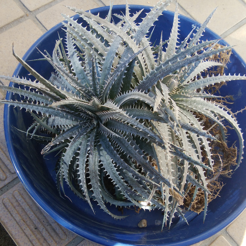 ディッキアの育て方：分頭株の切り分け（分頭カチ割り）編 | Dyckia Maniax