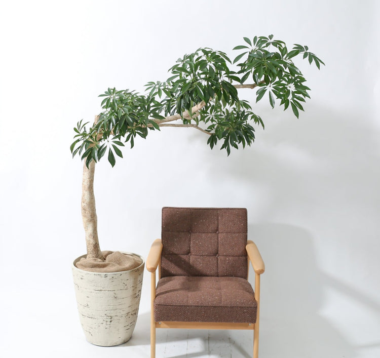 懸崖仕立て】シェフレラ｜特殊樹形の観葉植物ECサイト【the est】