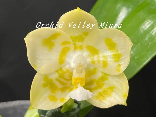胡蝶蘭系② - オーキッドバレーミウラ