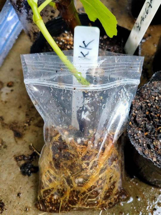 Black Madeira ブラックマディラ の特徴・味・耐寒性と本物と偽物