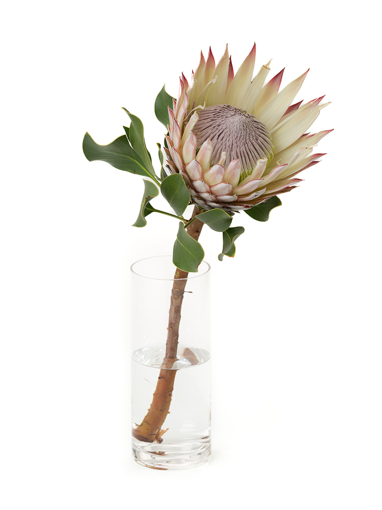 生花】プロテア キングプロテア【薄ピンク/50cm/南アフリカ】｜Flower
