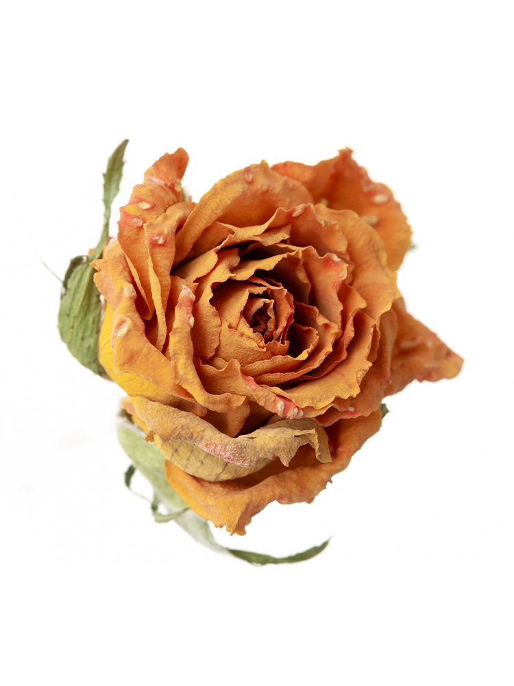 ドライ】スプレーバラ シンディ【オレンジ/50cm】｜Flower Smith