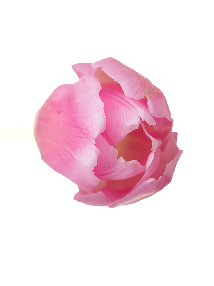 生花】チューリップ ジャンボピンク【40cm/新潟県】｜Flower Smith