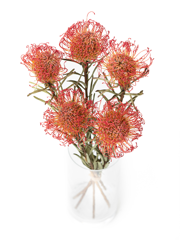 ドライ】ピンクッション サクセッション【赤/50cm】｜Flower Smith