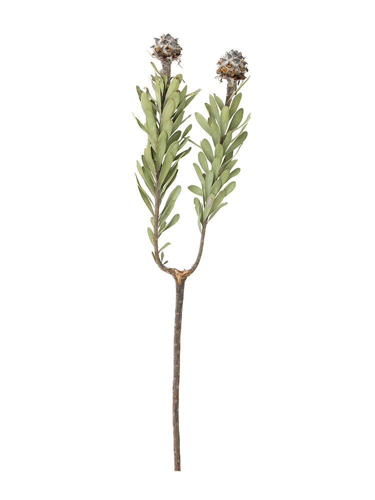 ドライ】リューカデンドロン ビューベセンス【黒/60cm】｜Flower Smith