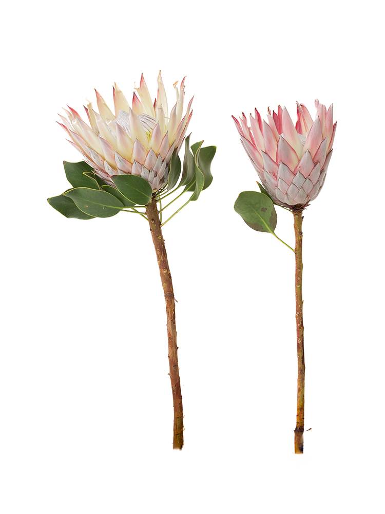 生花】プロテア キングプロテア【薄ピンク/50cm/南アフリカ】｜Flower