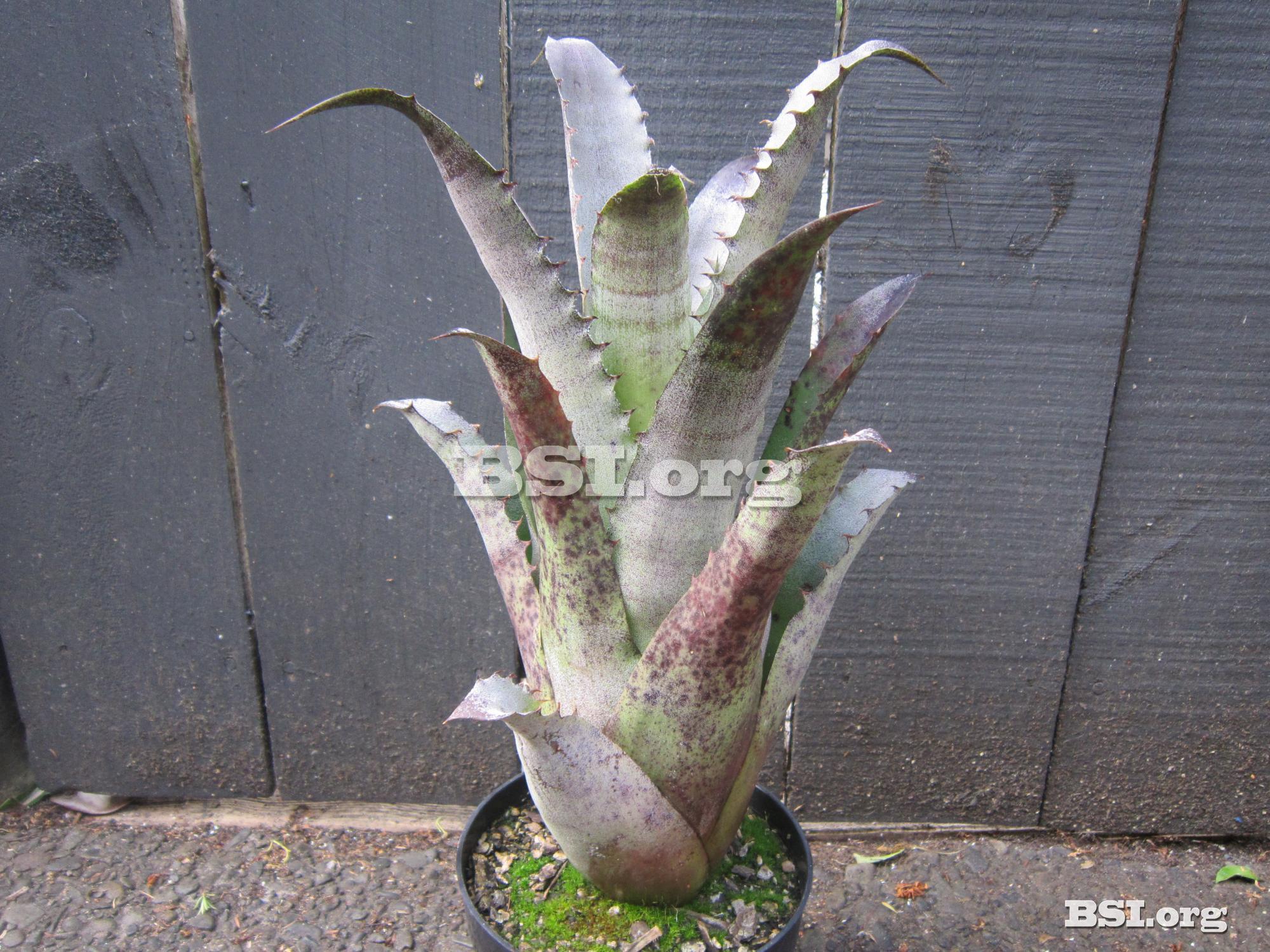 ブロメリア・エアープランツ Hohenbergia magnispina from T