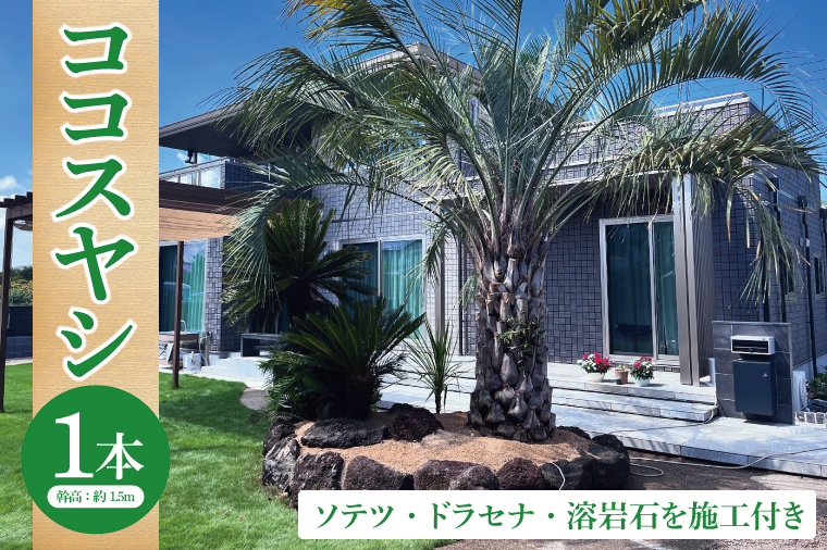ココスヤシ 幹高約1.5m1本・ソテツ・ドラセナ・溶岩石【施工込み